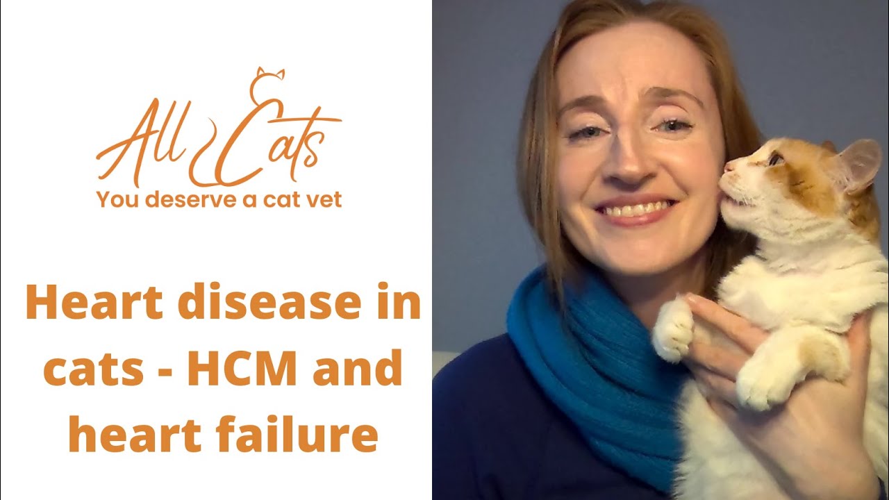 Heart disease in cats - HCM and heart failure