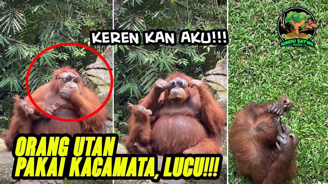 Orang Utan Ini Pakai Kacamata Layaknya Manusia