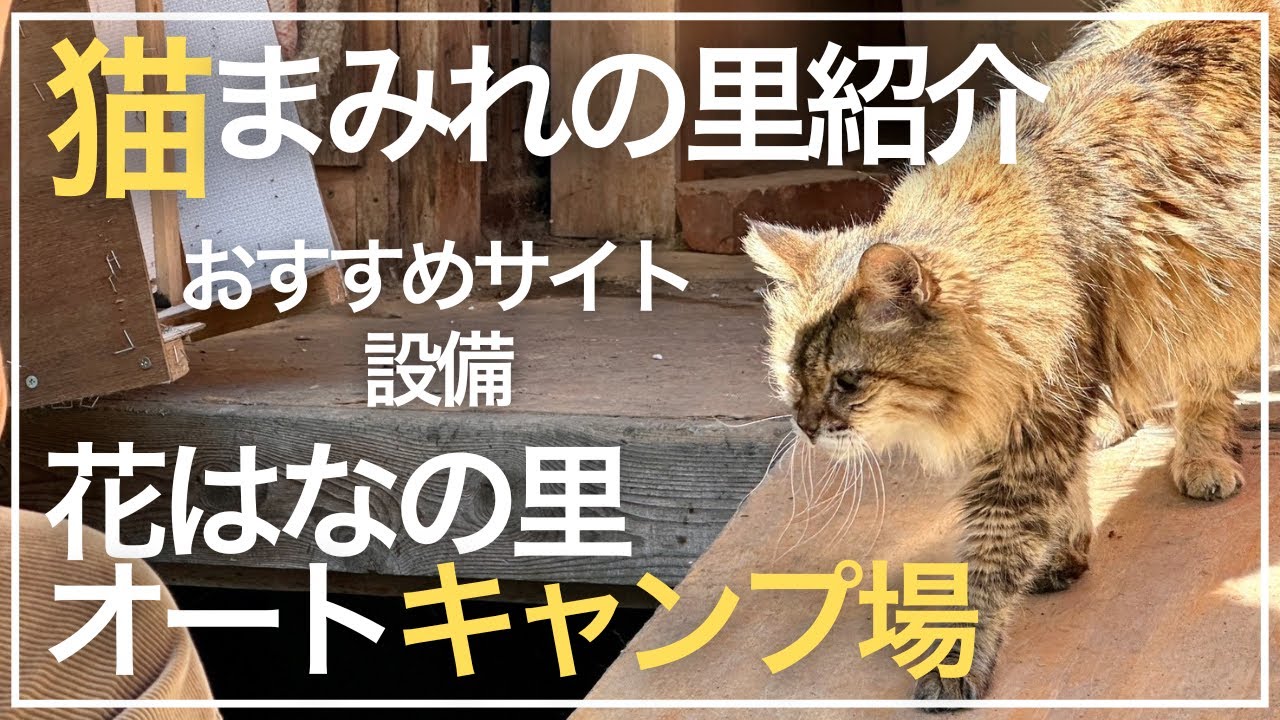 【猫好き必見】猫がサイトに遊びに来る!? 花はなの里オートキャンプ場の魅力とおすすめサイトを徹底紹介【千葉キャンプ場】