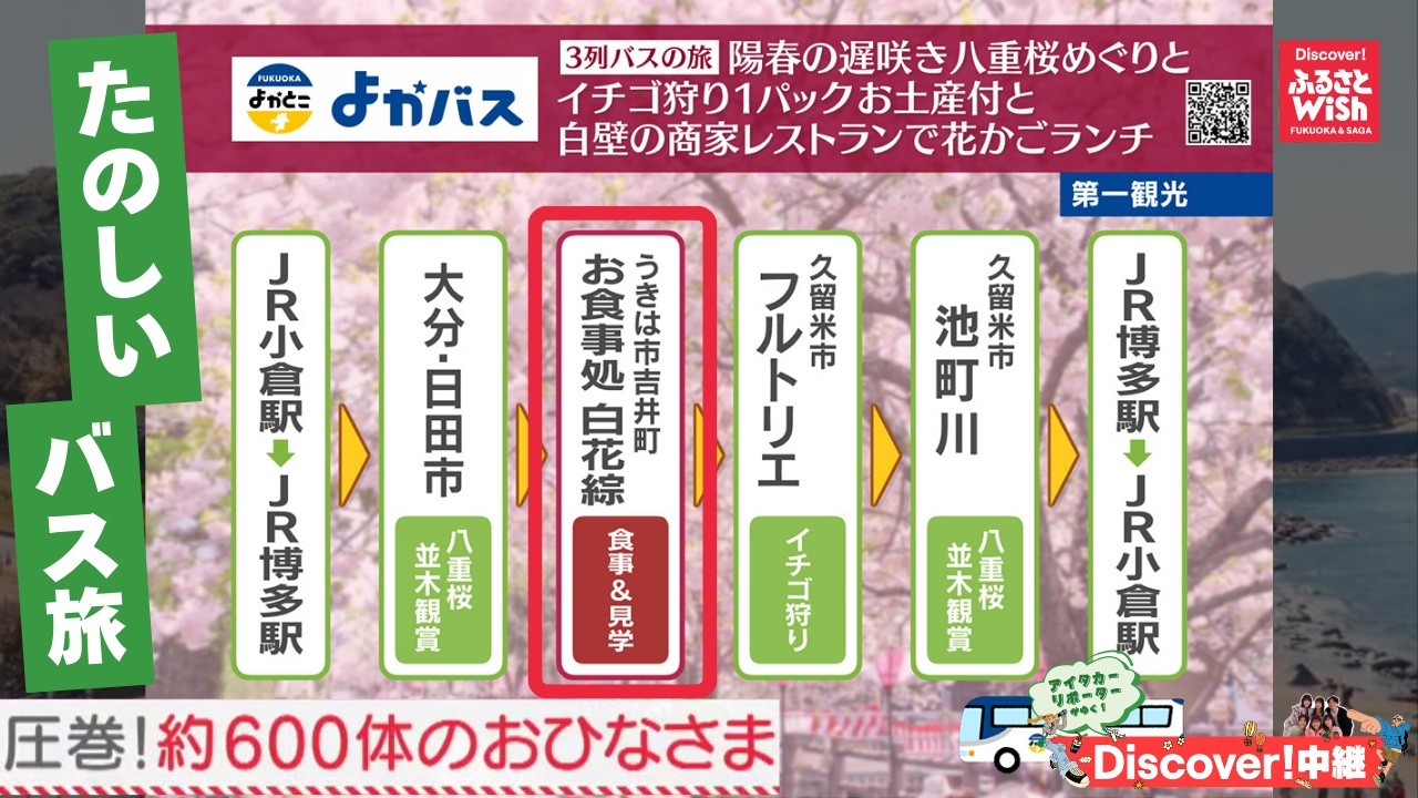 【ふるさとWish】よかバス【陽春の遅咲き八重桜めぐりといイチゴ狩り1パックお土産付と白壁の商家レストランで花かごランチ】 圧巻！約〇〇〇体のおひなさま「お食事処 白花綜」（福岡県うきは市吉井町）