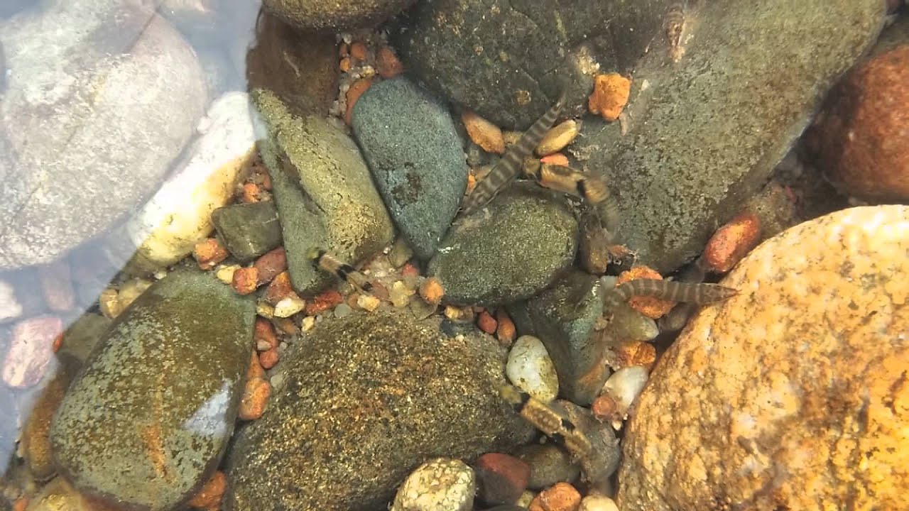 Fishes of a hillstream in the Western Ghats - Part I