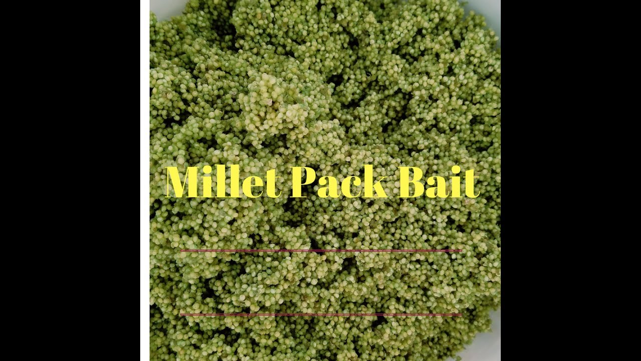 How To Make Millet Pack Bait for Carp Fishing