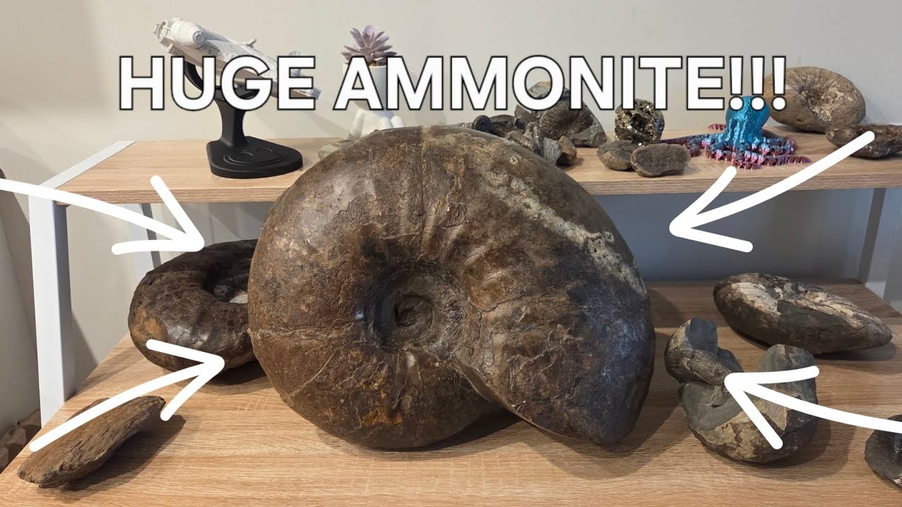 My Fossil Collection Tour 🦴 | Featuring a MASSIVE Ammonite!