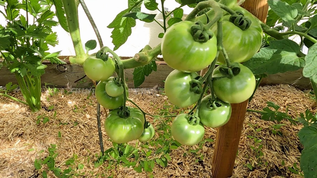 tour du potager fin juin
