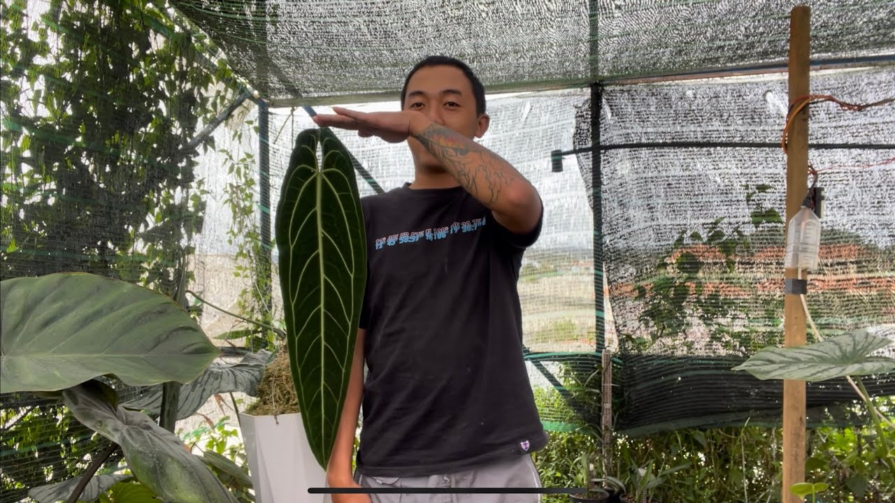 Anthurium warocqueanum | chia sẽ cách trồng queen. Phân bón, độ ẩm và giá thể phù hợp cho Queen