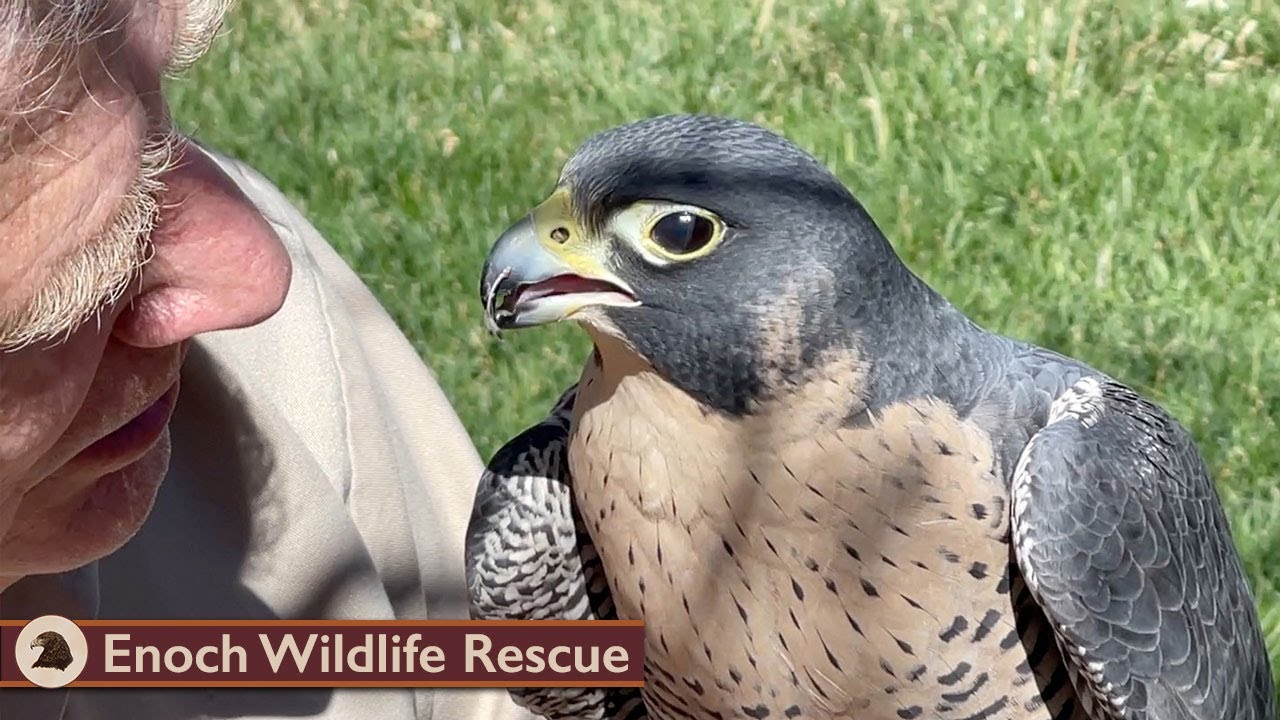 Time With Kate the Peregrine Falcon