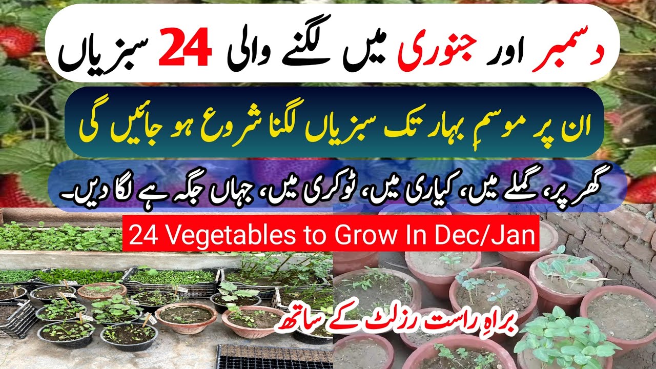 December & January 24 Vegetables To Grow At Home Garden | Grow Vegetables At Home In December & Jan