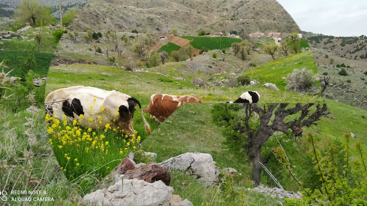 K&uuml;rt&ccedil;e dertli kılam