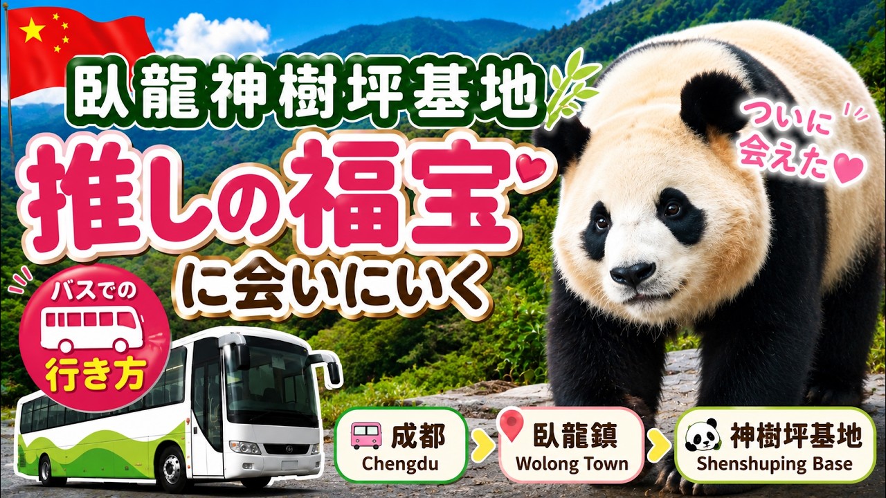 【🇨🇳中国#2-1】臥龍中華大熊猫苑神樹坪基地 行き方 完全ガイド 福宝（Fu Bao）・比力・力力・リーリー 夫婦旅