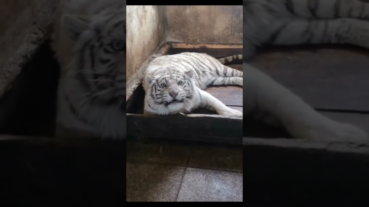 Ganas nya Harimau Putih #shorts