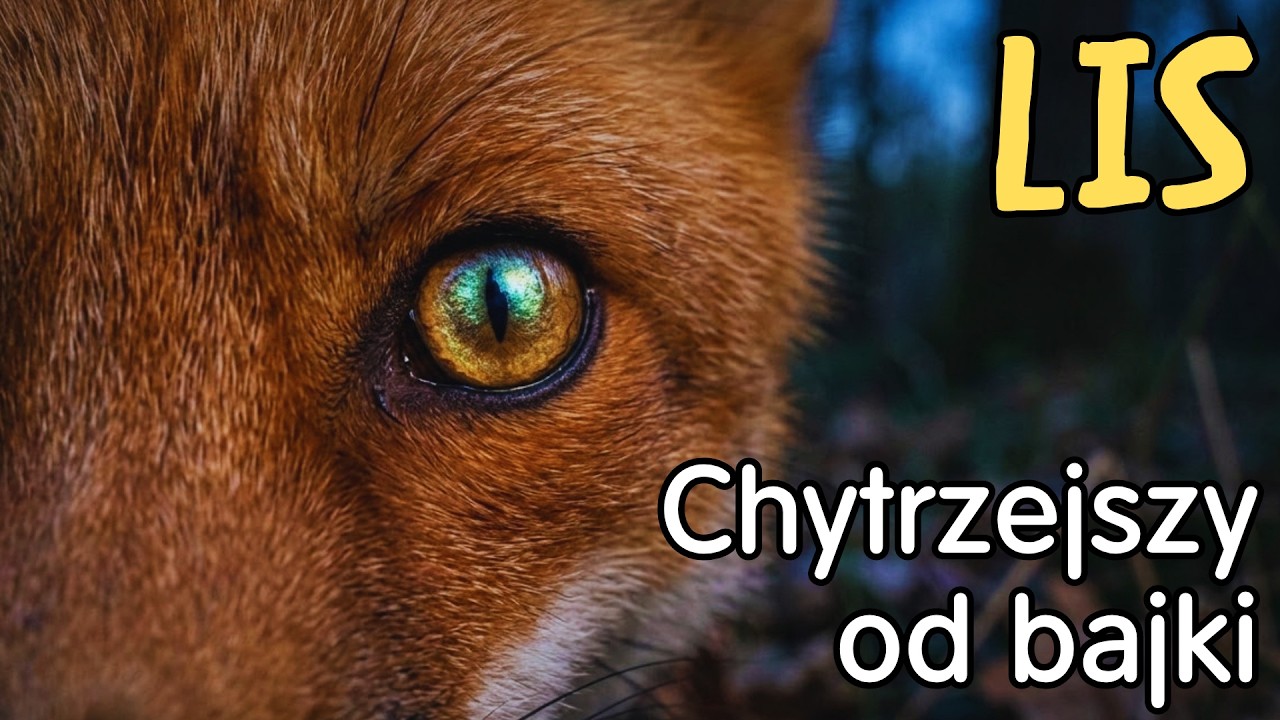 LIS - Nie jest tym, kim myślisz