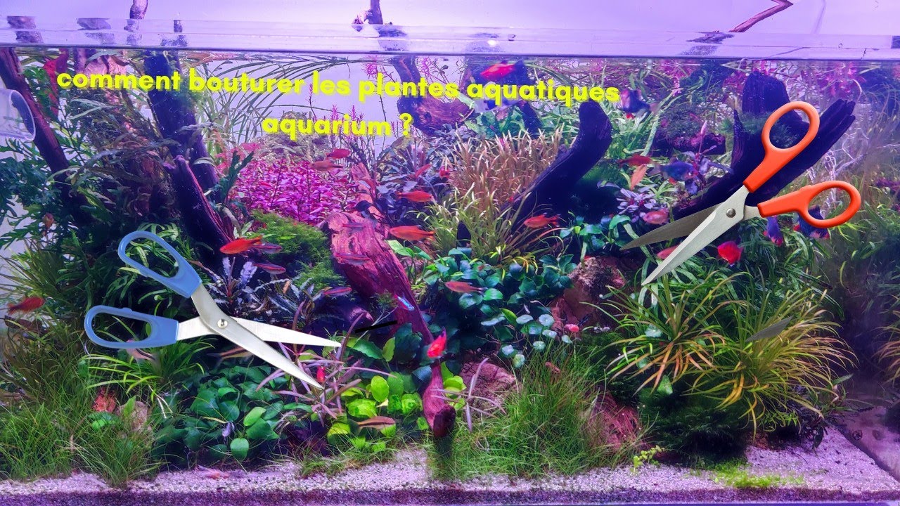 Tuto Comment Bouturer Les Plantes  Aquarium