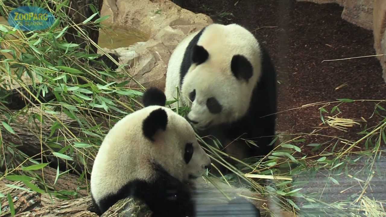 Première sortie des pandas