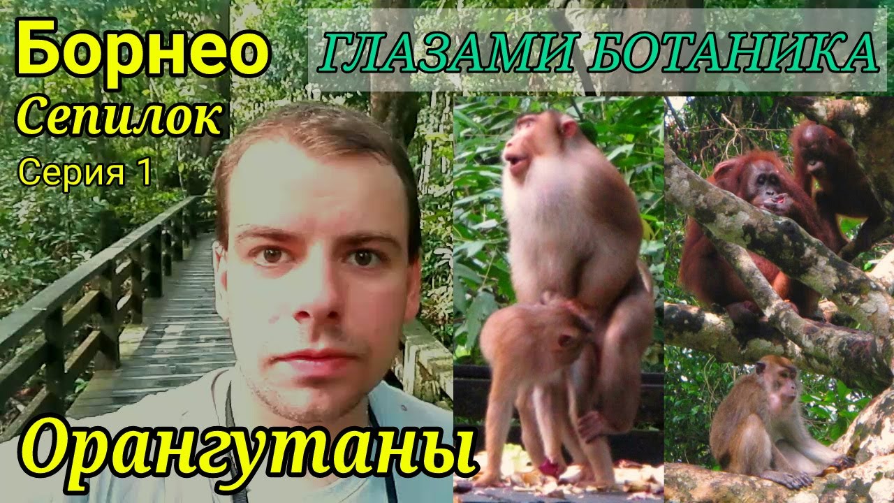 Борнео &mdash; Сепилок &mdash; Серия 1 &mdash; Орангутаны и солнечные медведи / Джунгли / Тропики / Обезьяны / Лес