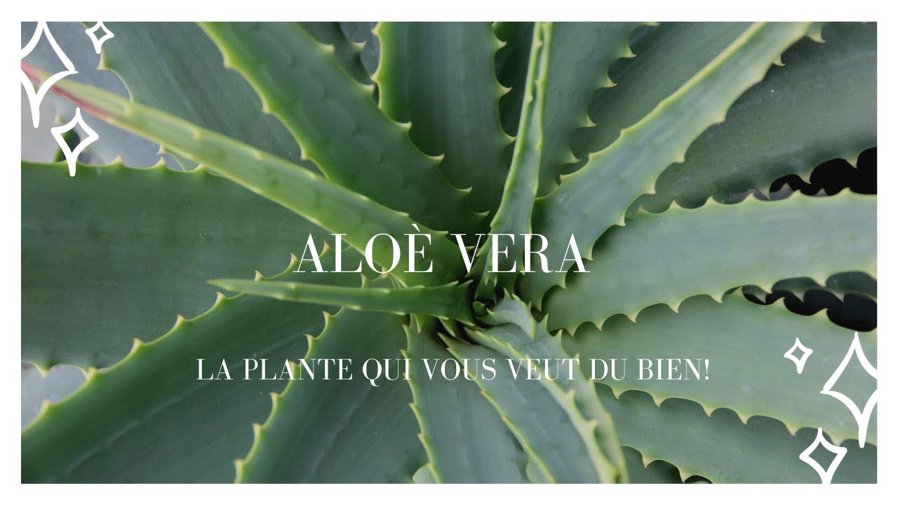 Aloè vera