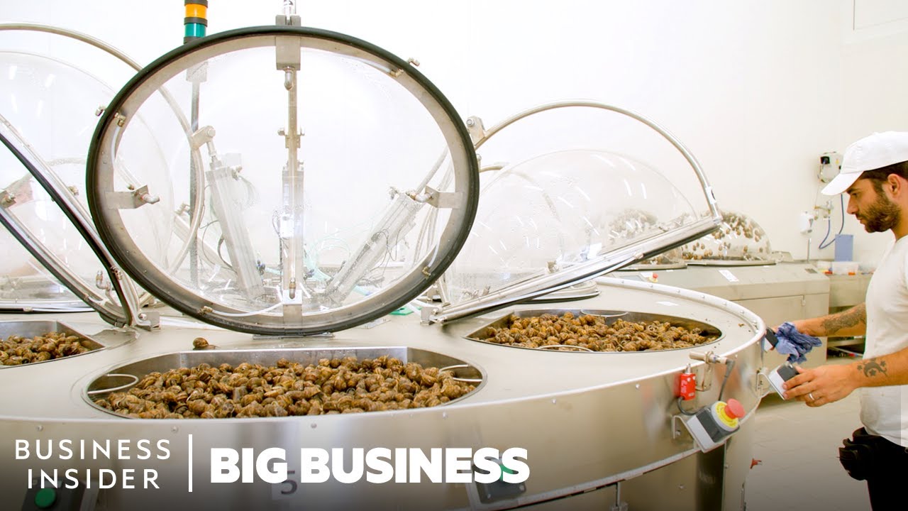 Why Snail Slime Is A $500 Million Industry | Big Business | Business Insider