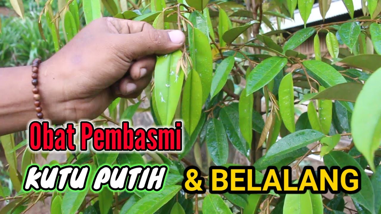 Obat Pembasmi Kutu Putih Dan Hama Lain Pada Tanaman Durian