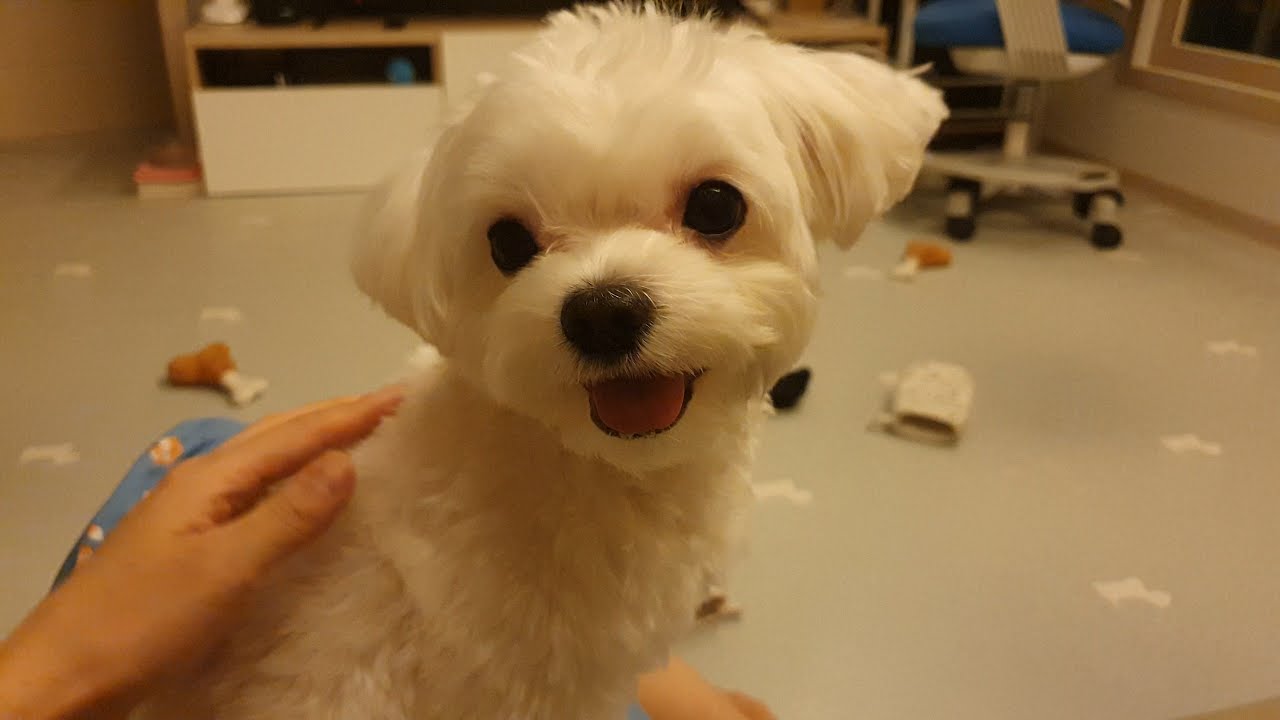 강아지가 한밤중에 주인을 깨운 이유