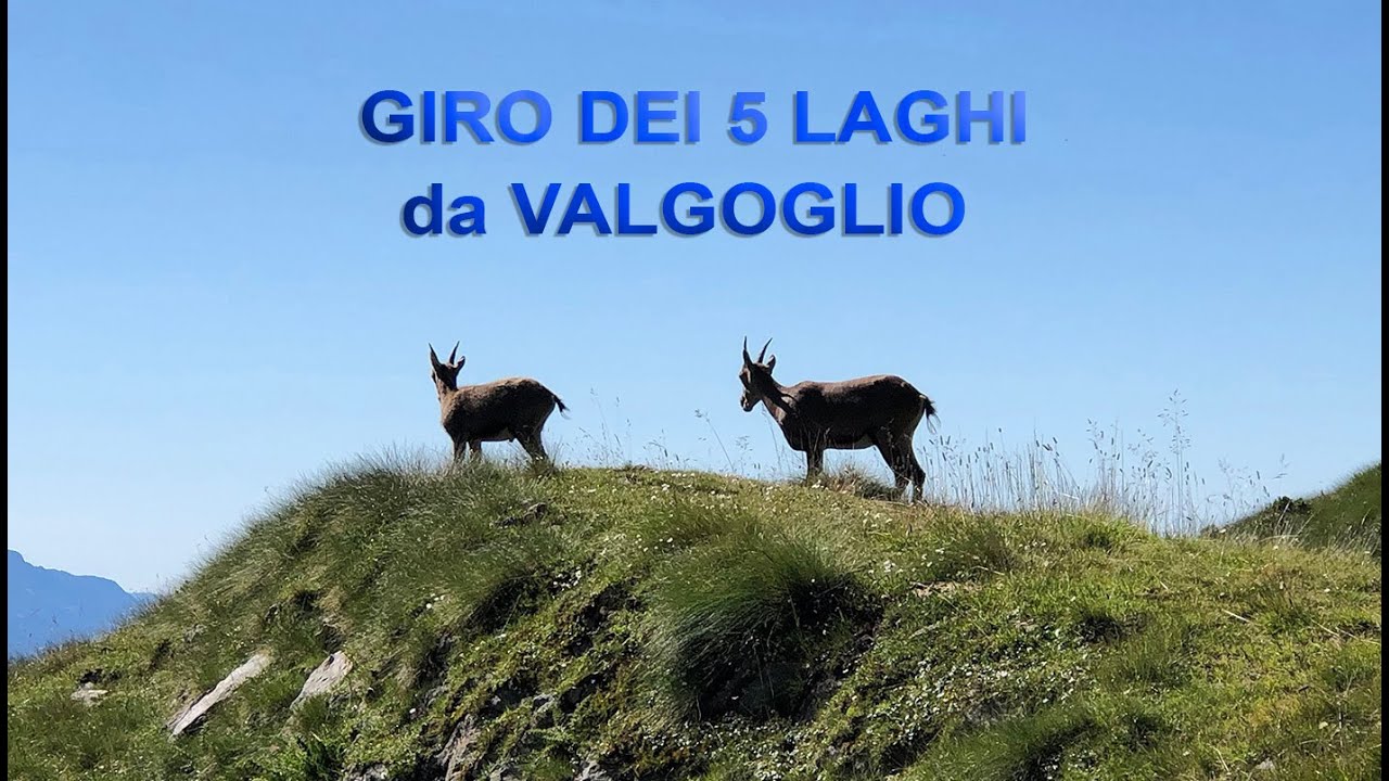 Giro dei 5 laghi da Valgoglio - Laghi Sucotto - Cernello - Nero - Campelli  e Aviasco