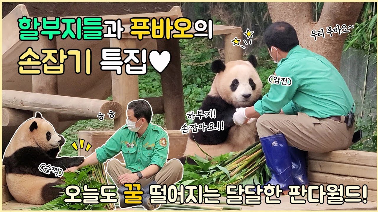 2022.07.31 할부지 푸바오랑 손 잡아요!💛 할부지 특집(?)😎 언제나 사랑이 넘치는 판다월드😍