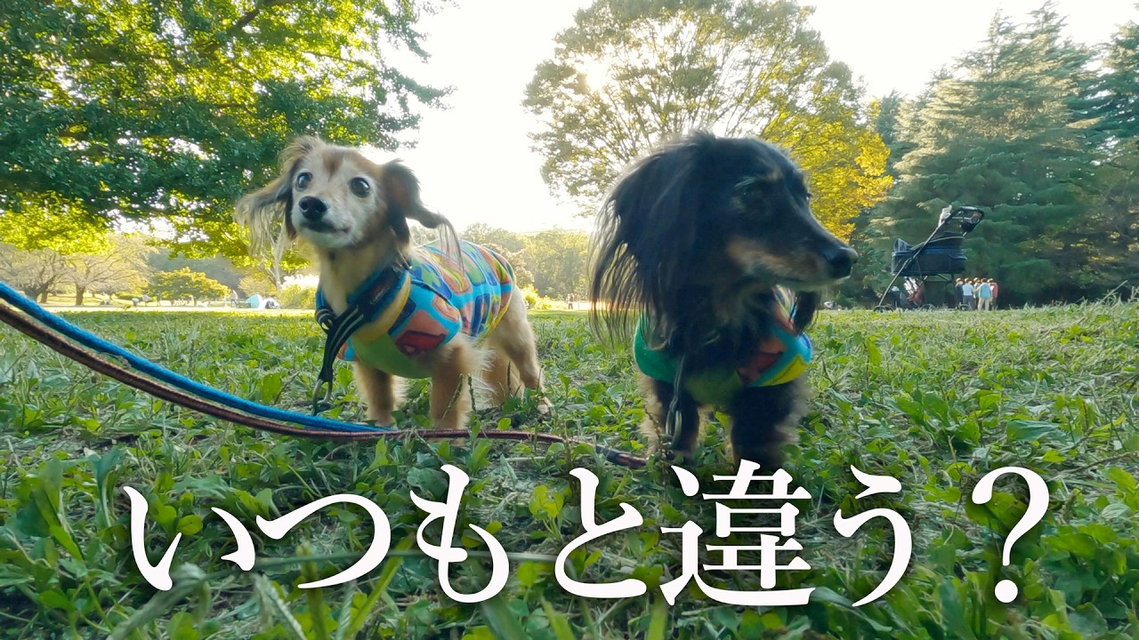 仲良しダックス兄弟の思い出　いつもの公園とちょっと違う？戸惑う兄弟？