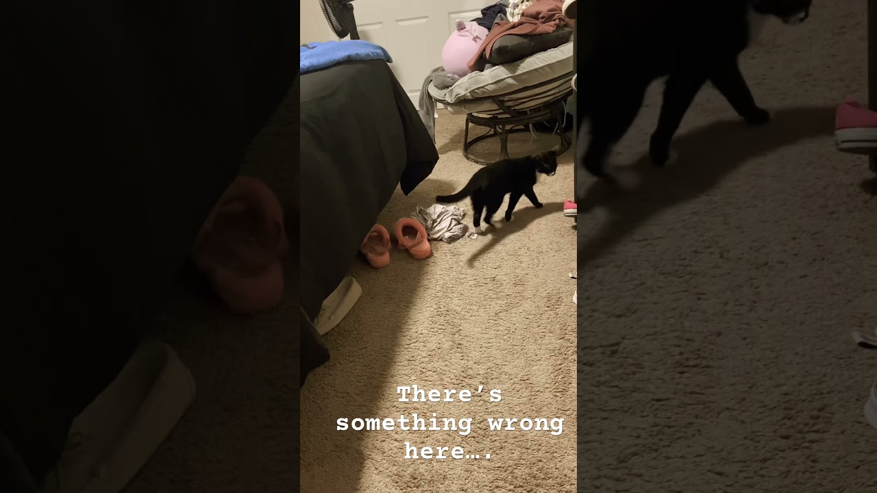 My cat is either schizophrenic, sees ghost cats or is training to fight 