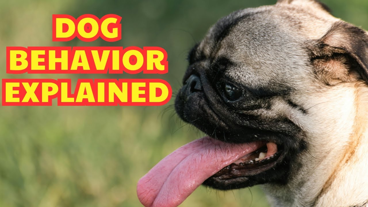 The Secret Language Decoded: Dog Behavior Explained