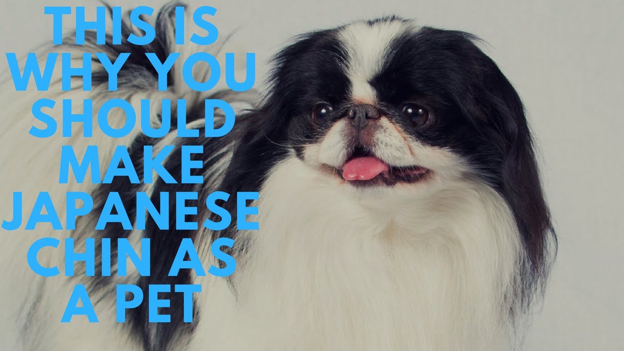 This Is Why You Should Make Japanese Chin As A Pet|