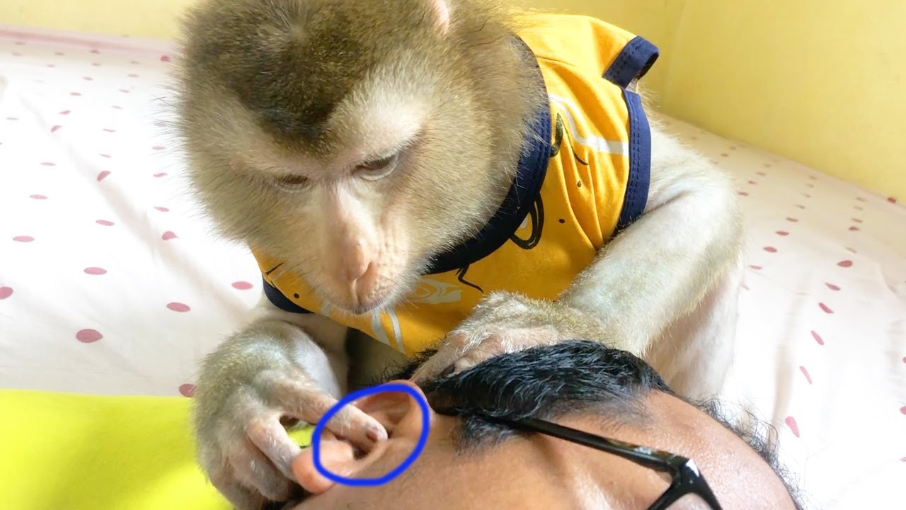 Dr. Boki Grooming To Clean Earwax With Finger