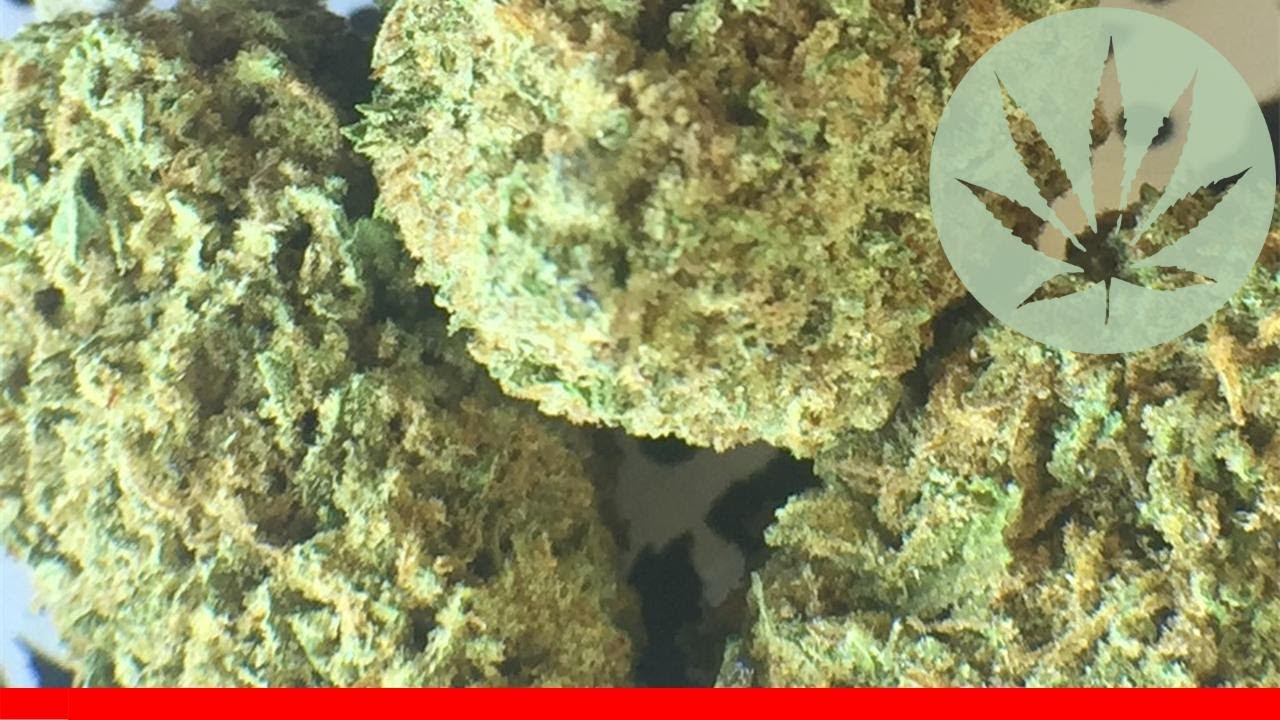 Purple Wreck - All About This Strain