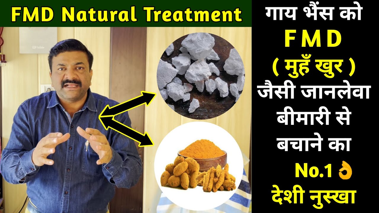 गाय भैंस को FMD ( मुहँ खुर ) से बचाने का No.1 देशी नुस्खा 👍| FMD Natural Treatment 👍 | Vicky Pansari