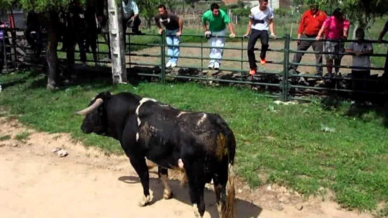 Encierro a caballo San Felices de los Gallegos, sábado 2012