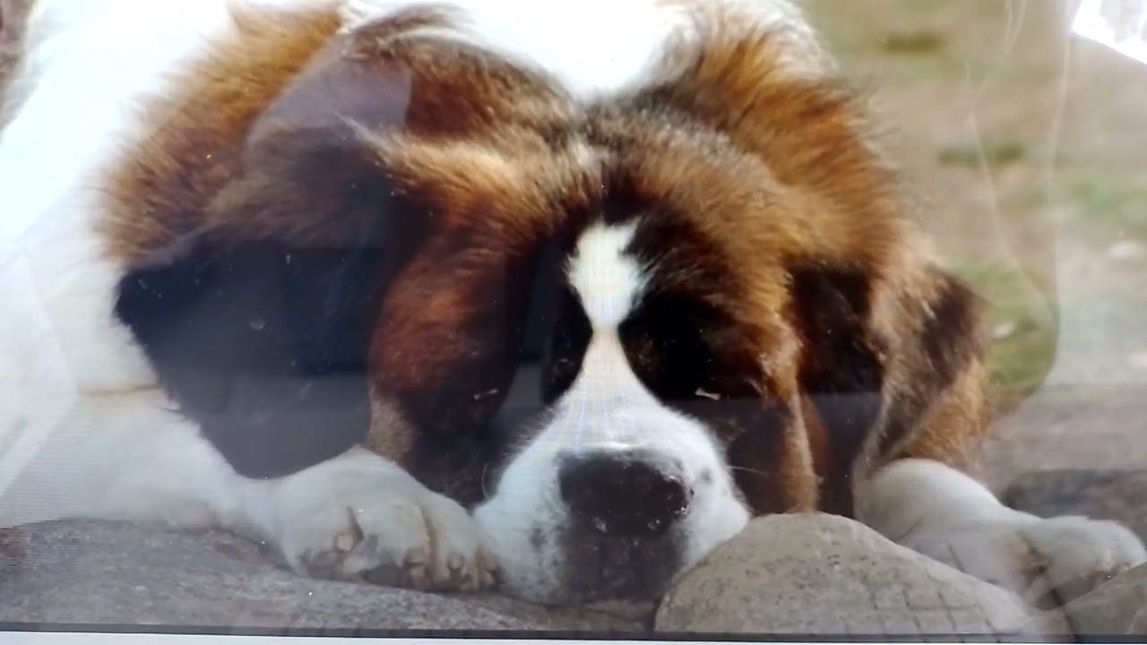 Liffey Jacobson-Wright & Marc Johnson With St Bernard & Dalmatian Dogs
