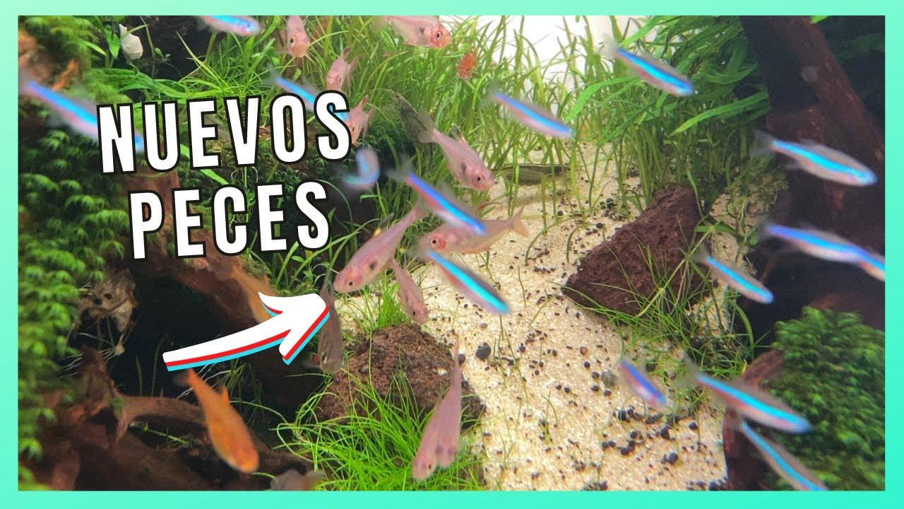 ACLIMATACIÓN perfecta | Llegan los nuevos peces 🐟
