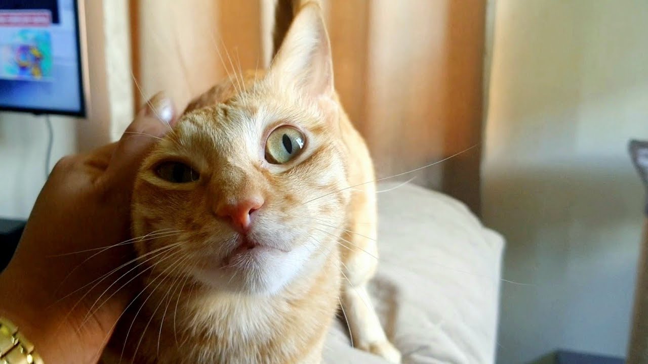 Ginger cat loves being petted| CatslifePh