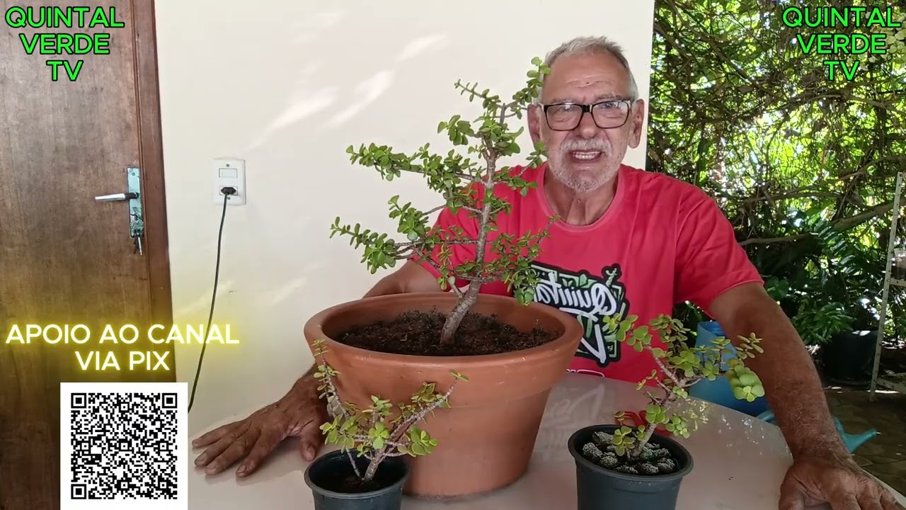 PORTULACARIA AFRA FORMATANDO A COPA DO BONSAI Vídeo 1587
