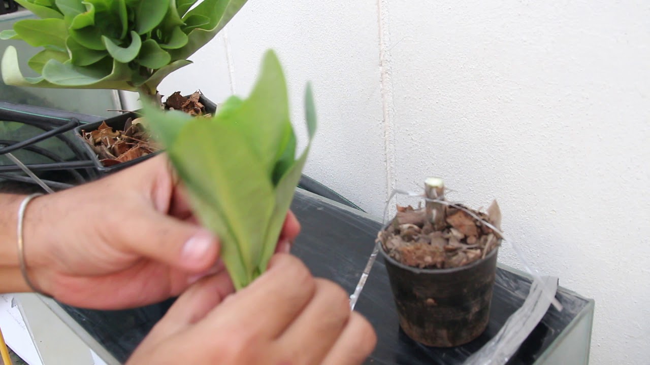How to Grafting Euphorbia Milii(Crown of Thorns) #Siam_Euphorbia
