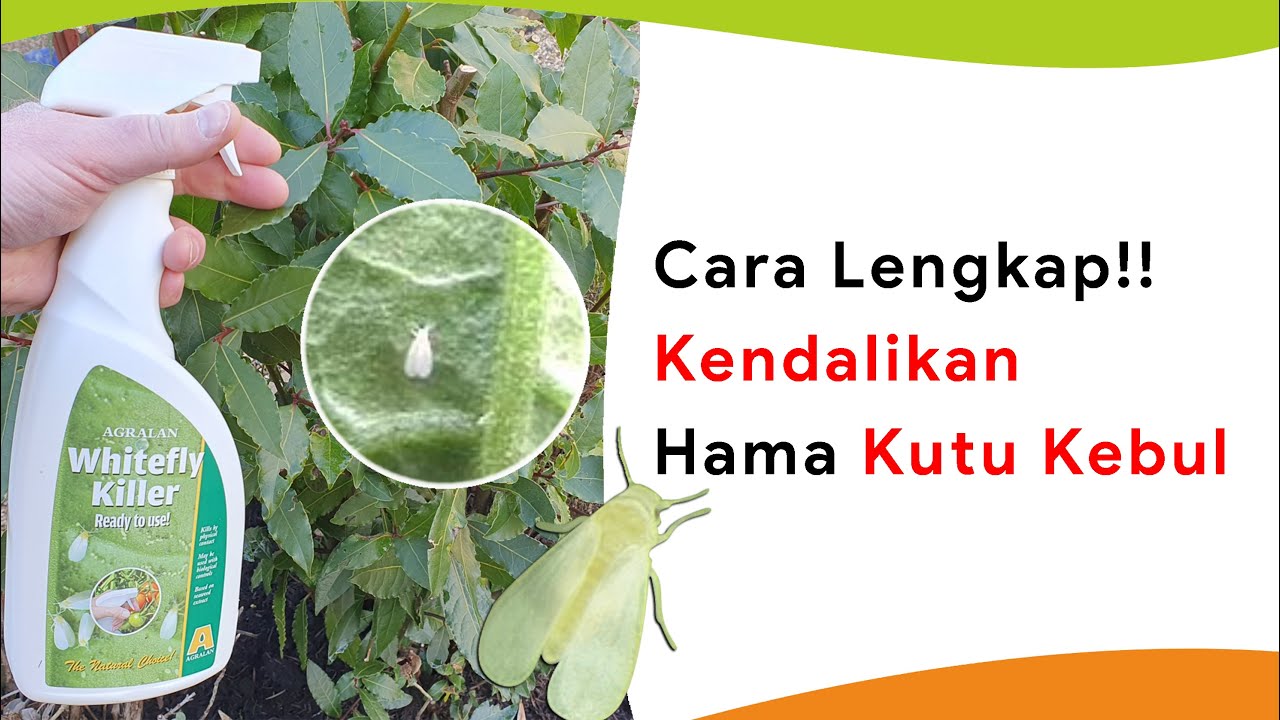 Cara Mengendalikan Hama Kutu Kebul Tanaman Cabe!