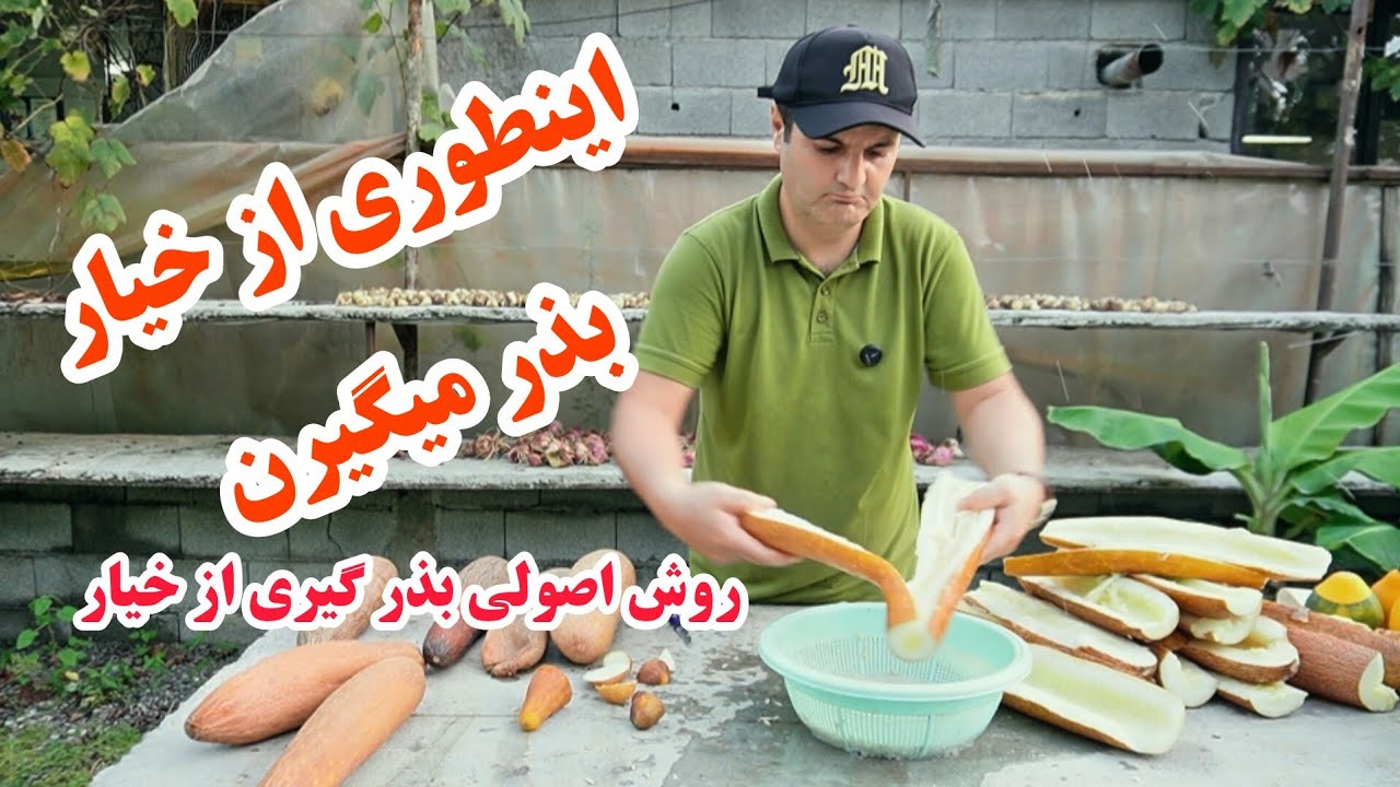 نحوه گرفتن بذر خیار محلی | از چیدن تا خشک کردن و جدا کردن بذرهای سالم 🌱