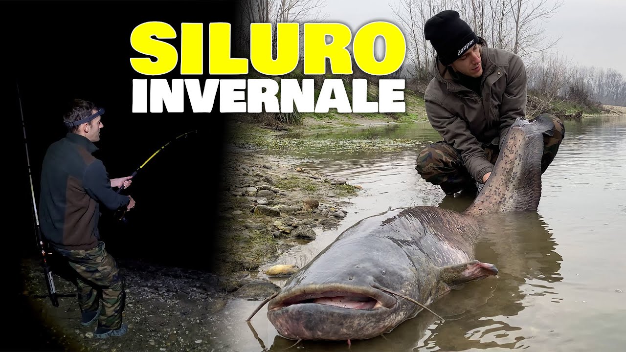 Un altro SILURO INVERNALE pescato a pietra