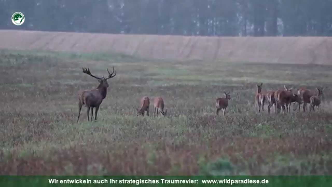 Rotwildbrunft 2015 Mecklenburg