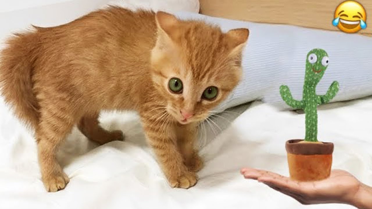 Cute Pets Acting Crazy 😂 | Funniest Animal Clips of the Week