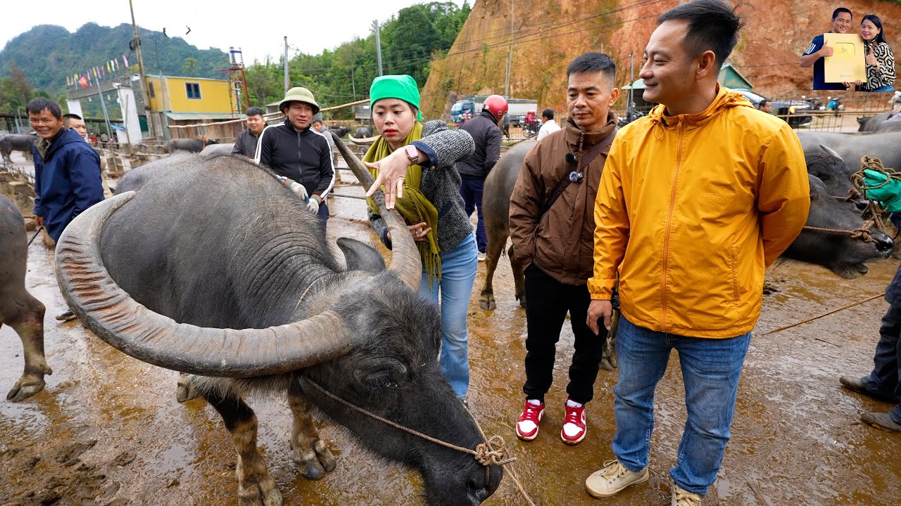Chợ Trâu Trà Lĩnh vùng cao biên giới toàn Trâu Khủng ăn toàn món ngon Cao Bằng cùng A Tú Xe Đầu Kéo