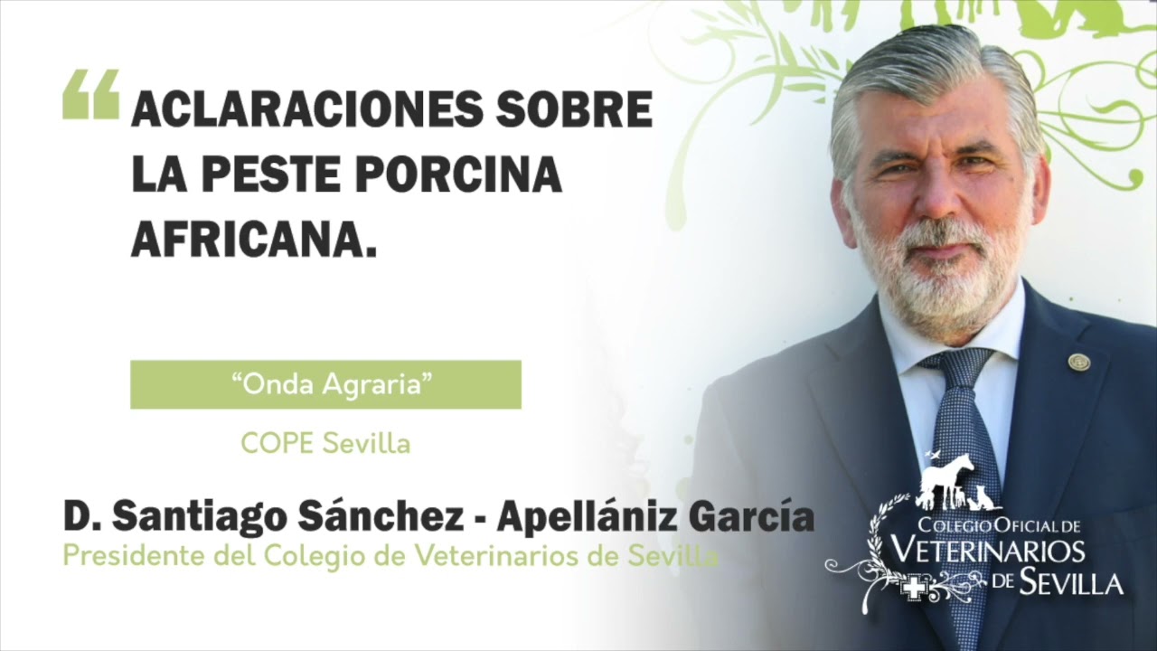 Peste Porcina Africana en 