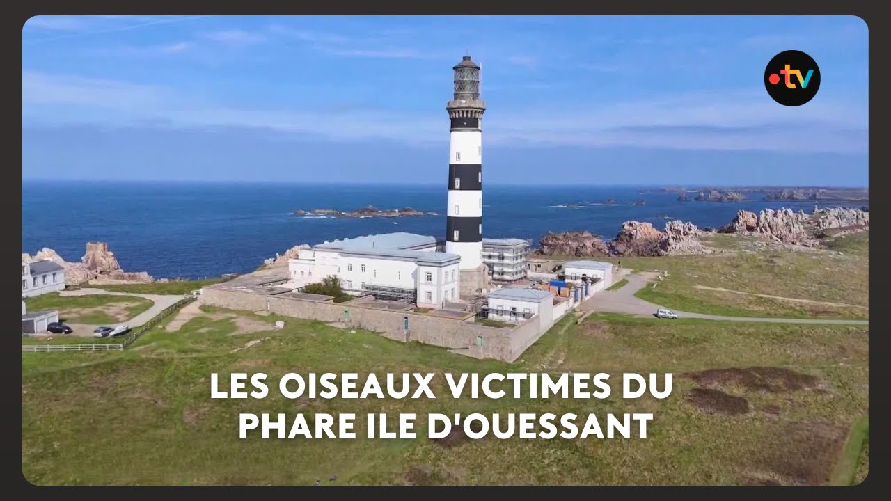 Tourisme ornithologique &agrave; Ouessant : la schizophr&eacute;nie des ornitho au phare de Cr&eacute;ac'h