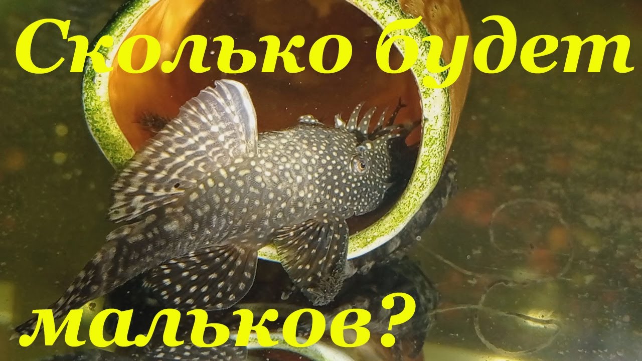 Развитие икры и личинки анциструса Анциструс обыкновенный
