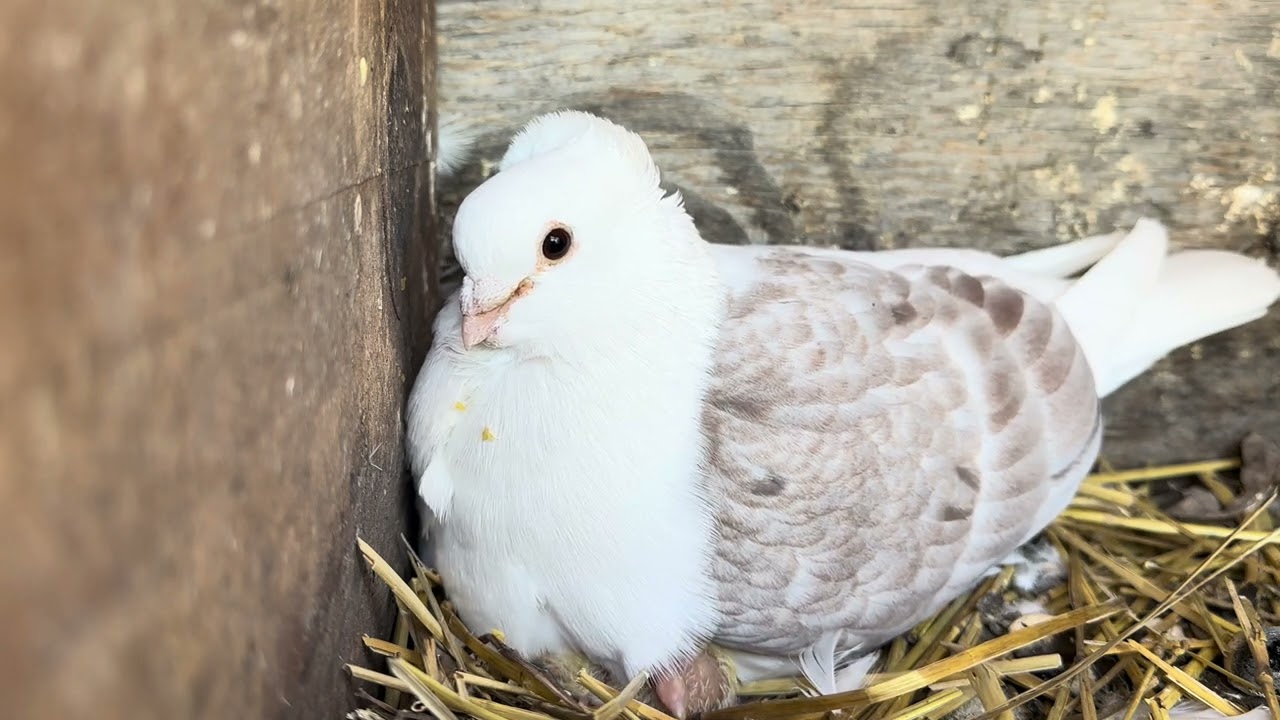 German Owl Pigeon on his Nest!