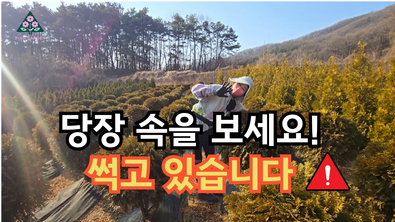 측백나무가 갈색으로 변했다면? 당장 '안쪽'을 확인하세요!