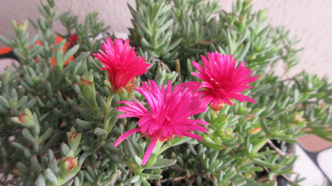 Como Cuidar la PORTULACA | Aprendiendo a Cuidar