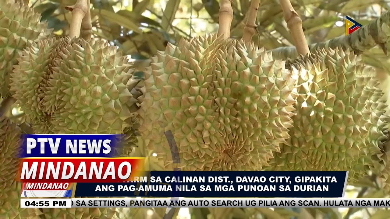 Durian farm sa Calinan Dist., Davao City, gipakita ang pag-amuma nila sa mga punoan sa durian